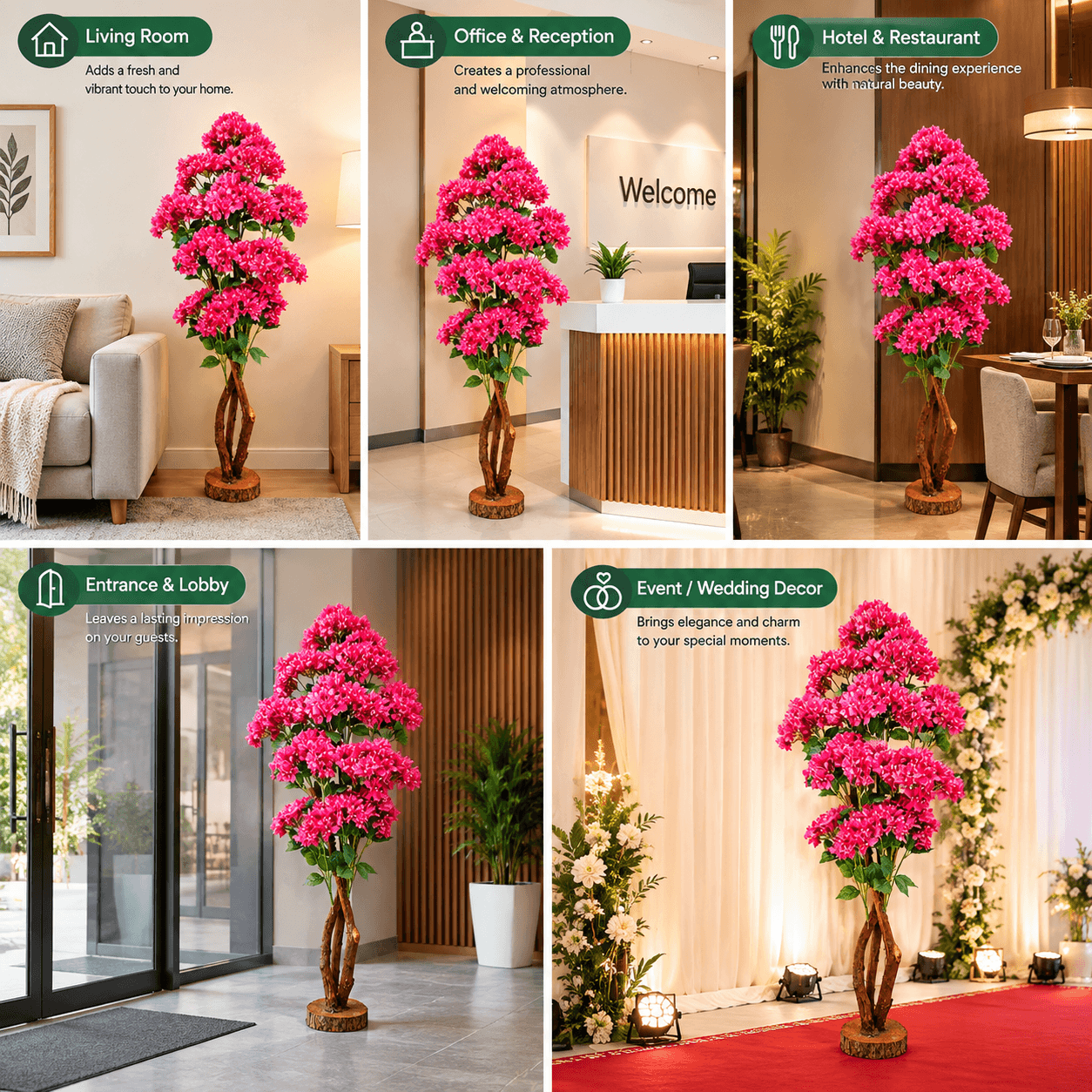 Baganbilash Plant Pink Color 5 Feet 2