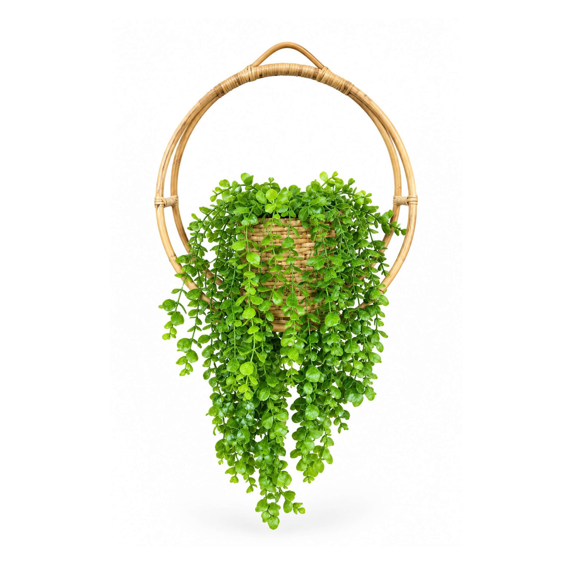 Beter Ring Holder With Jhopalo Coin Plant