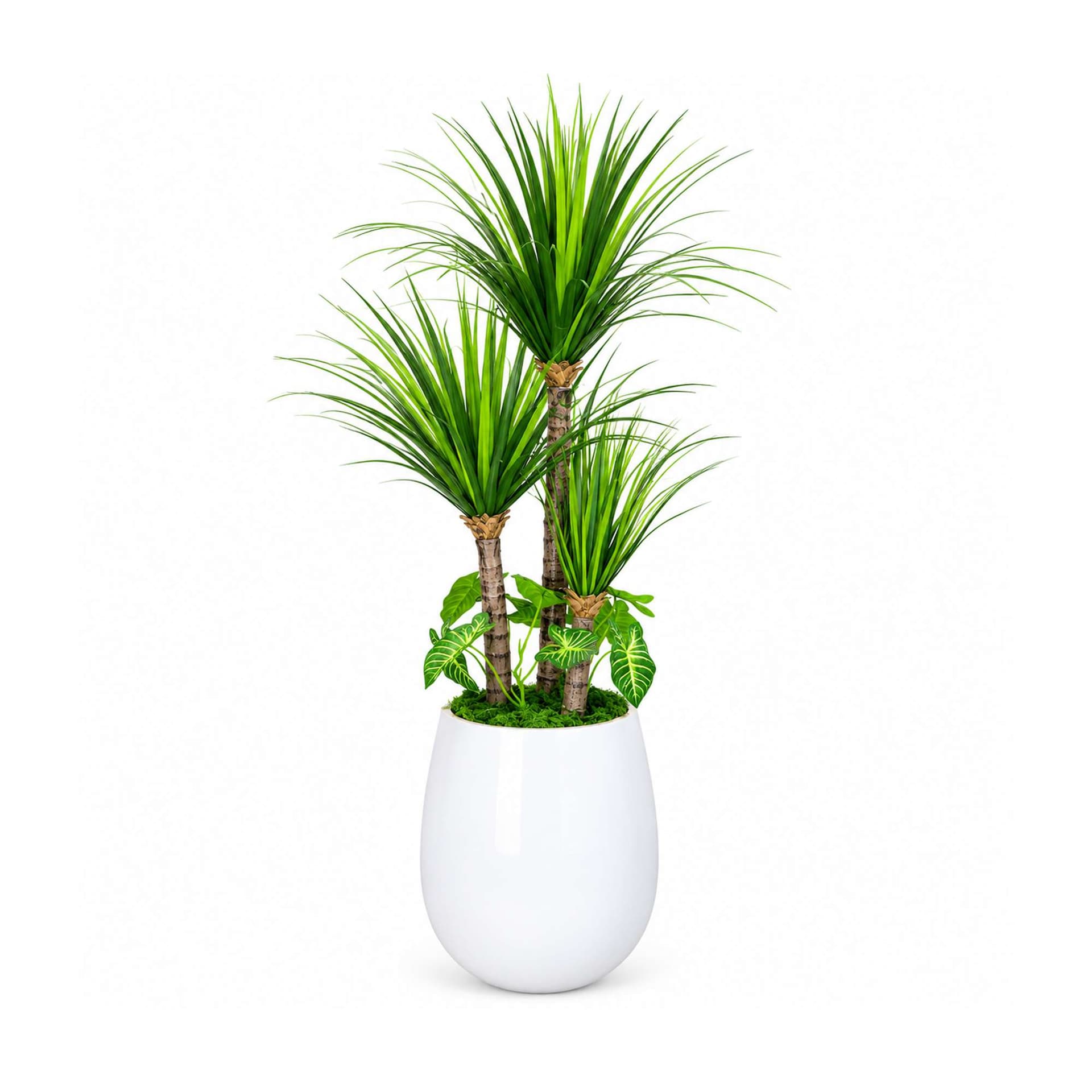 Arabian Palm Tree